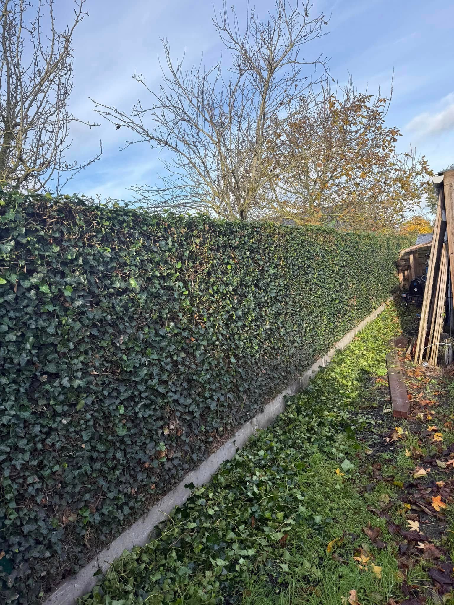 Strak gesnoeide klimopwand langs een tuinrand