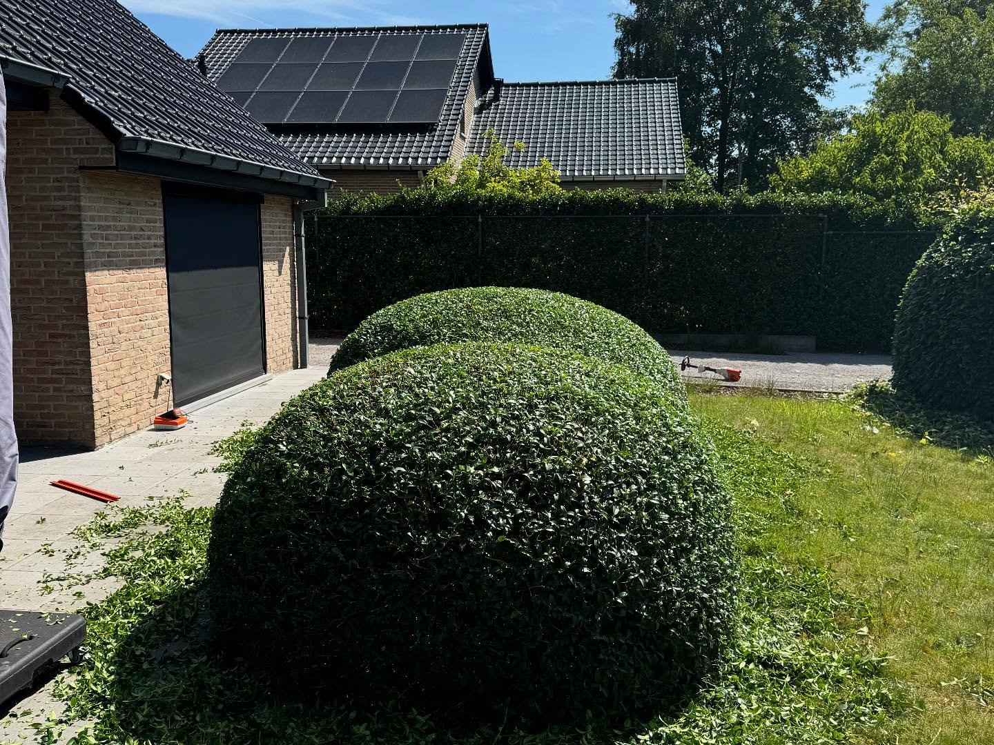 Strak gesnoeide buxusbol naast een woning