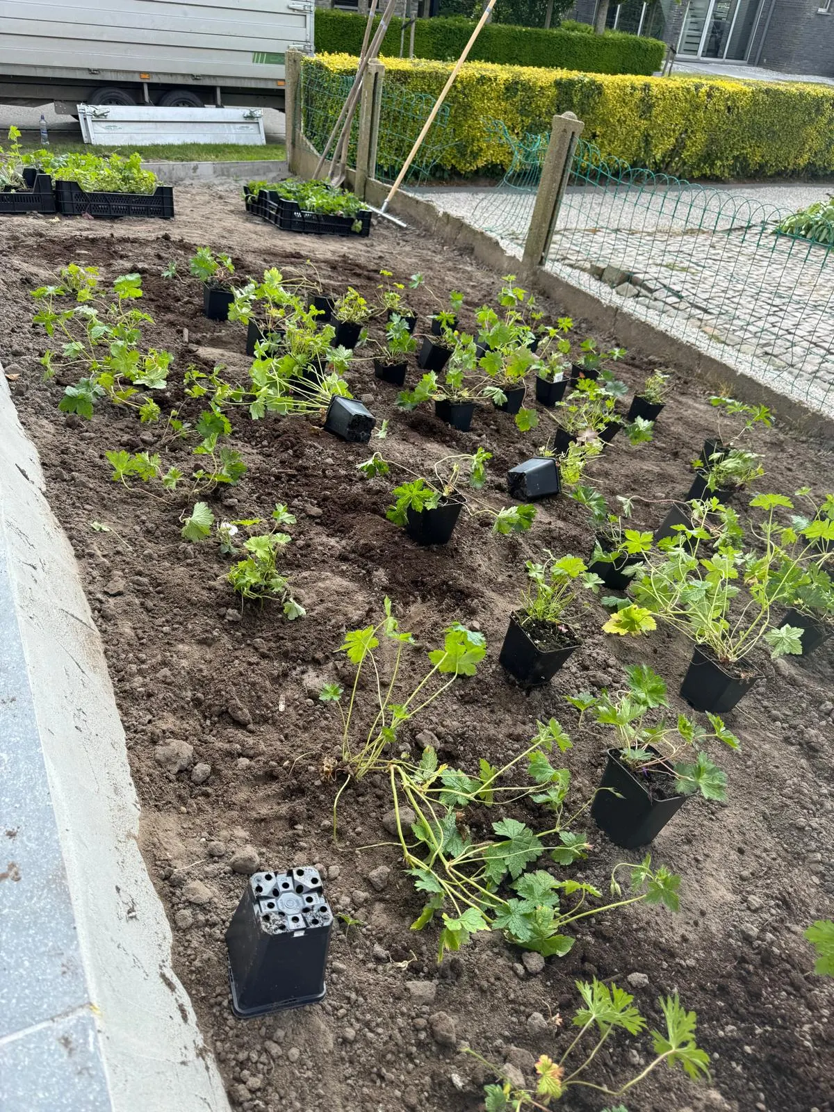 Nieuwe beplanting klaargezet om aan te planten in een border
