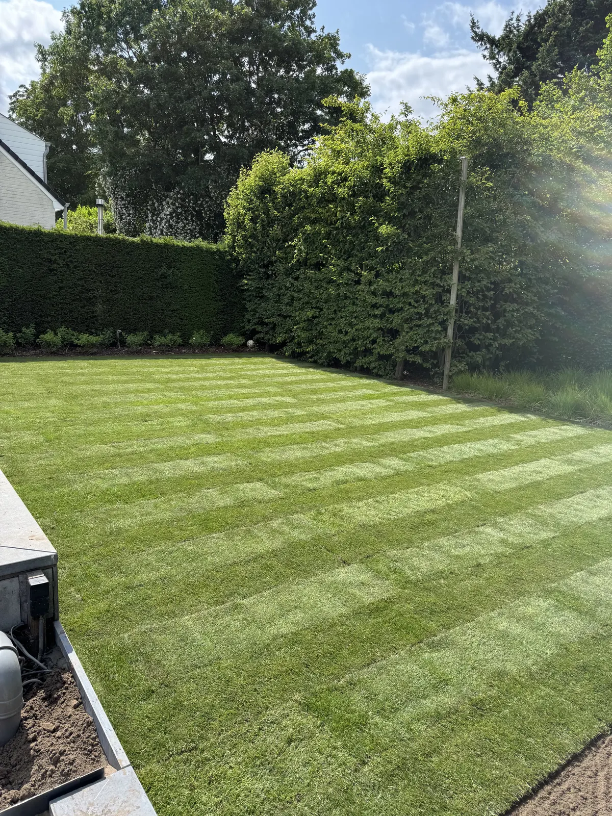 Onderhouden gazon met maaistrepen in een grote tuin met haag