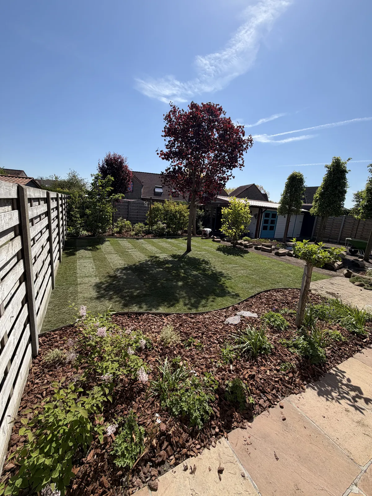 Onderhouden gazon met maaistrepen in een tuin met sierboom