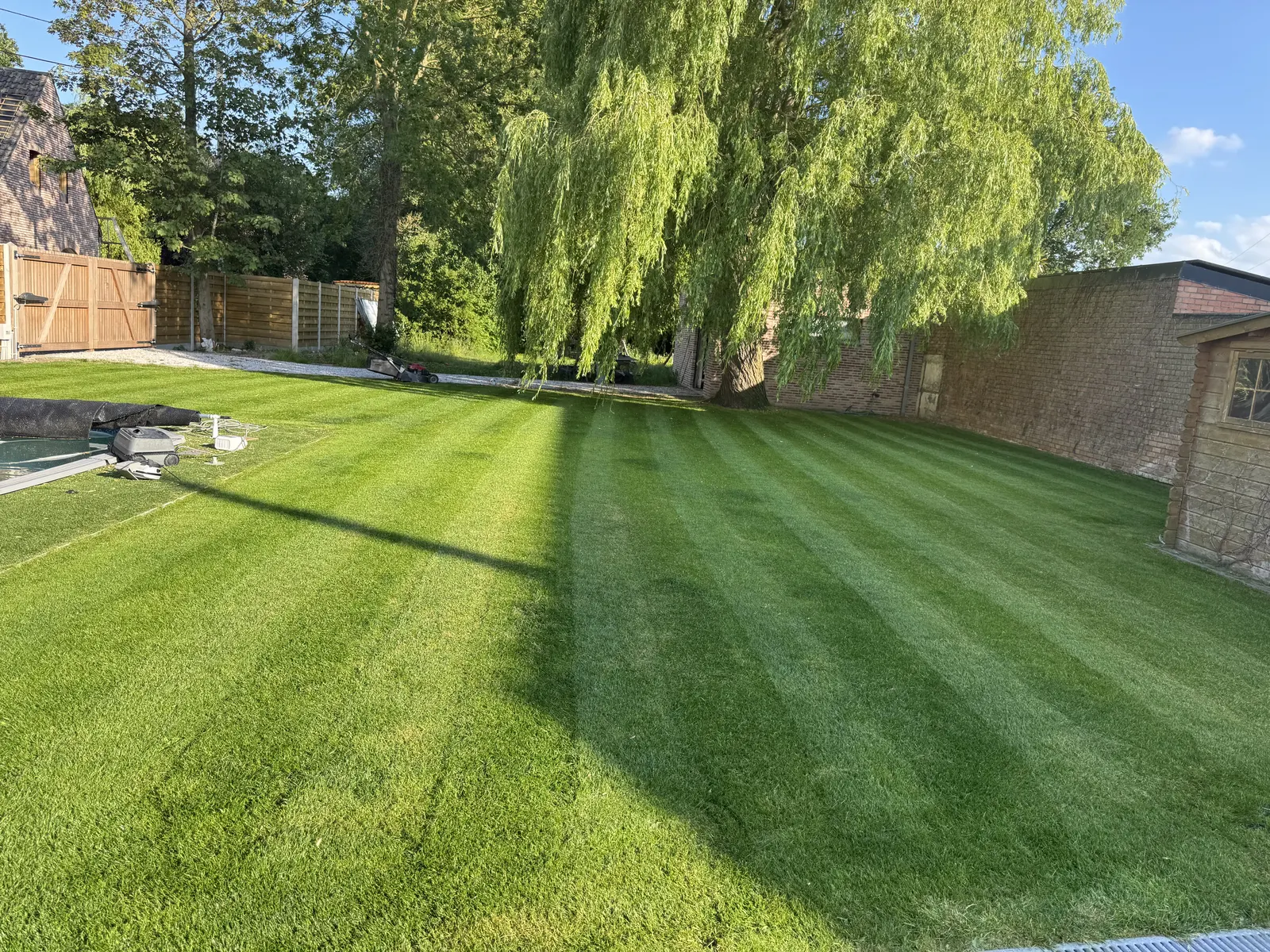Gemaaid gazon met maaistrepen in een tuin met treurwilg