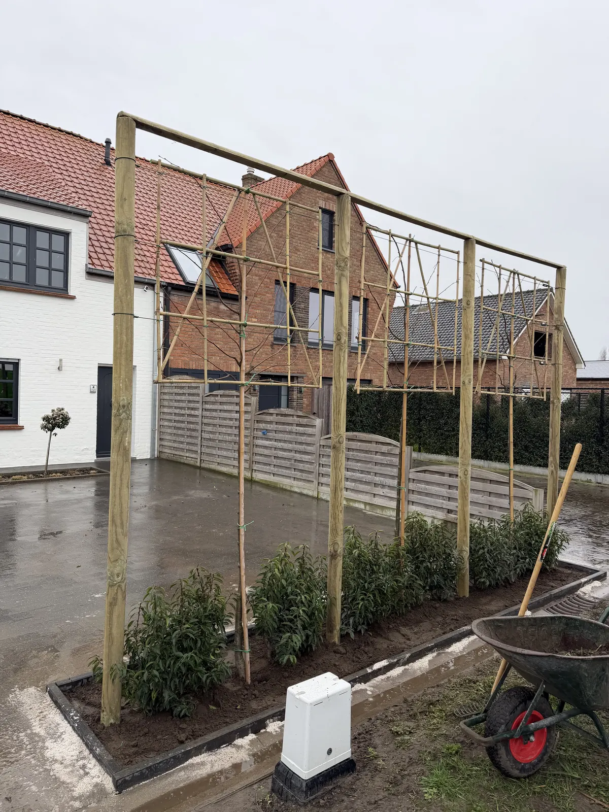 Leibomen met houten draadconstructie als groene afscherming