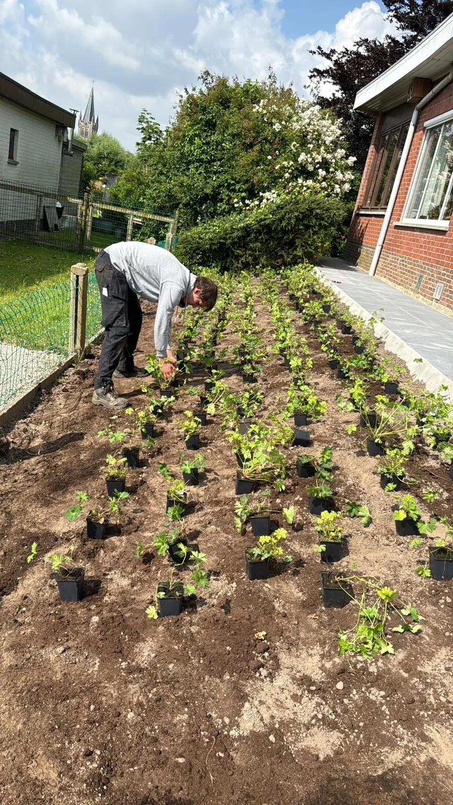 Tuinman van Tuinen Dylan die de nieuwe beplanting aanplant